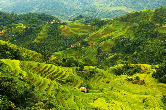 Voyage Vietnam 10 jours rizières en terrasse 